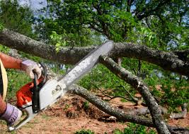 Best Arborist Consultation Services  in Buckley, WA