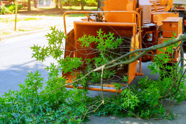 Best Lawn Dethatching  in Buckley, WA
