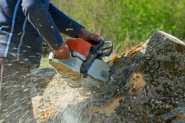 Best Commercial Tree Services  in Buckley, WA